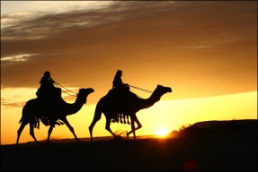 saudiarabia-camels